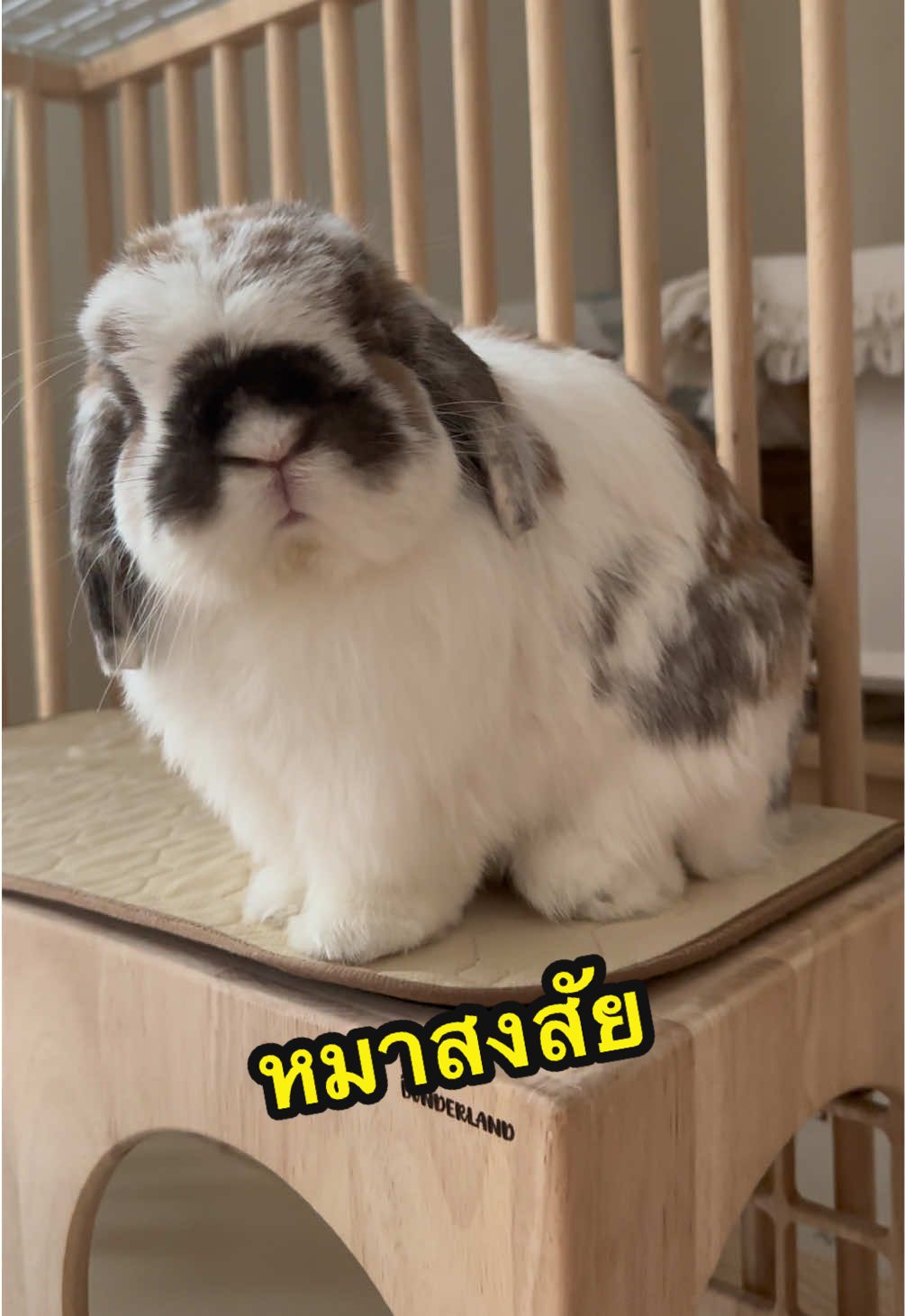 🐶❓จุนเป็นหมาสงสัย #กระต่ายน่ารัก #กระต่าย #ฮอลแลนด์ลอป #กระต่ายหูตก #junkim2568 ทาสกระต่าย เลี้ยงกระต่าย hollandlop bunny rabbit bunnyjun