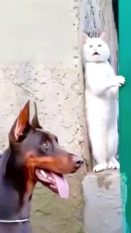 Why is this cat hiding from this dog?👀🥸🥸😜#funny #fypシ゚viralシ #cat 