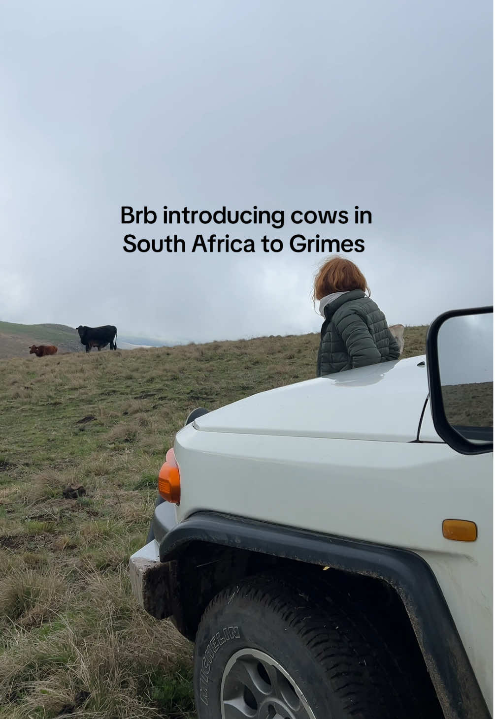 I think they get it #grimes #southafrica #cows #travel