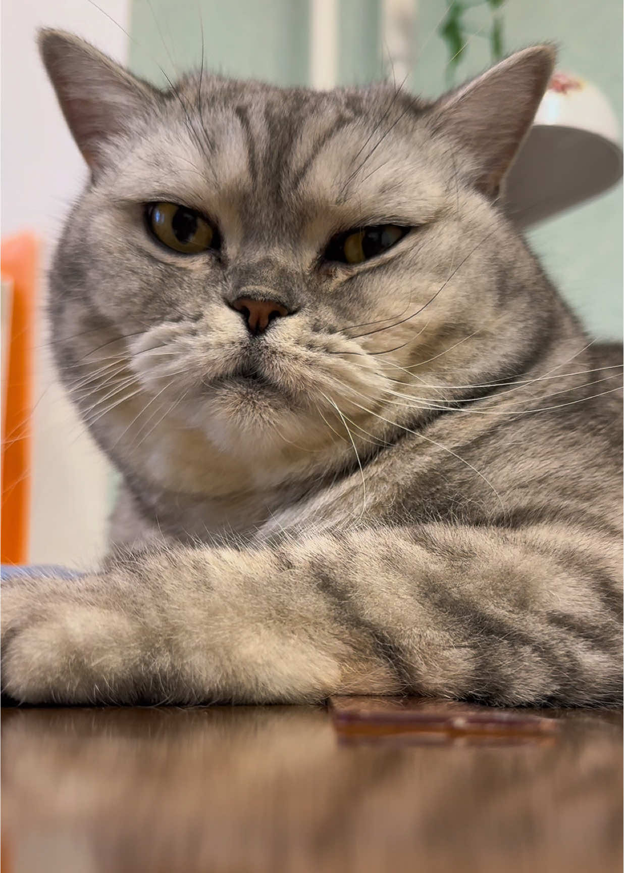 Отдай пожалуйста😭 Тгк:MyWorld_Studio #кошка #жиза #рекомендации #cat #мем 