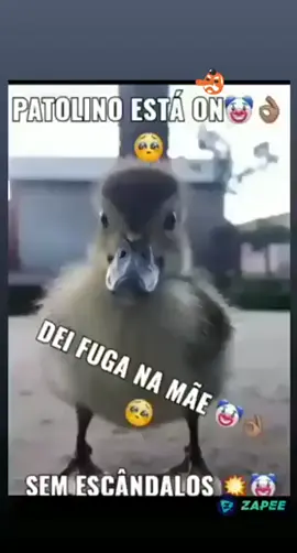 Patolino está Online 🐥🦆🥺🤡#shorts #short 