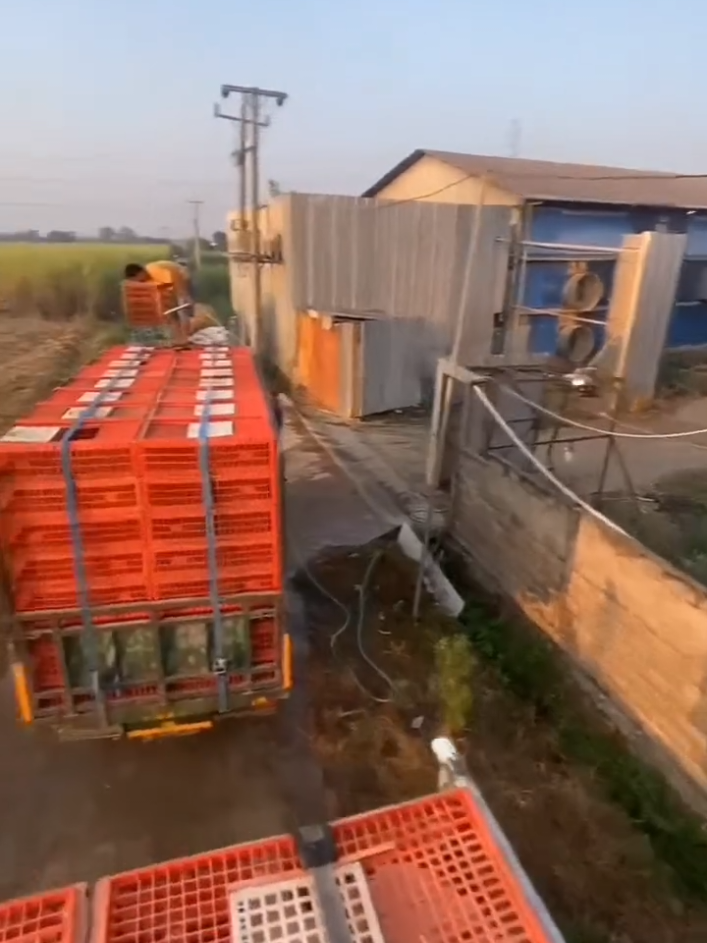 Hamba sekedar wayangmu🙏 #fy #broilerchicken #storyjowo #pejuangwon🇰🇷🇲🇨 #viraltiktok 