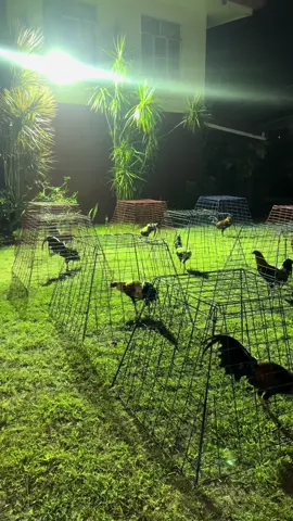 Candidate for 10stag derby👌 disclaimer for breeding purposes only!#alagangbmegintegra #sabongerotiktok🐓🐓🐓😘 #jccaliahgamefarm #aejeanshavefun #fyp 