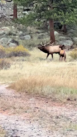 Elk rut. #estespark #elk #rmnp 
