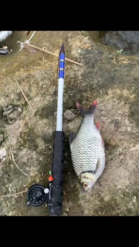 Wess Suwe Ra Mancing Ngalor,,,Inpo Kondisi Air Tirtonadi Terbaru Bolo?🙄😁#microfishing #beles #xybca #fyp #solo24jam🌻 