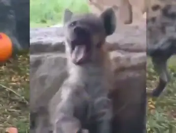Yeen #hyena #spottedhyena #yeen #hyenafurry #furry 