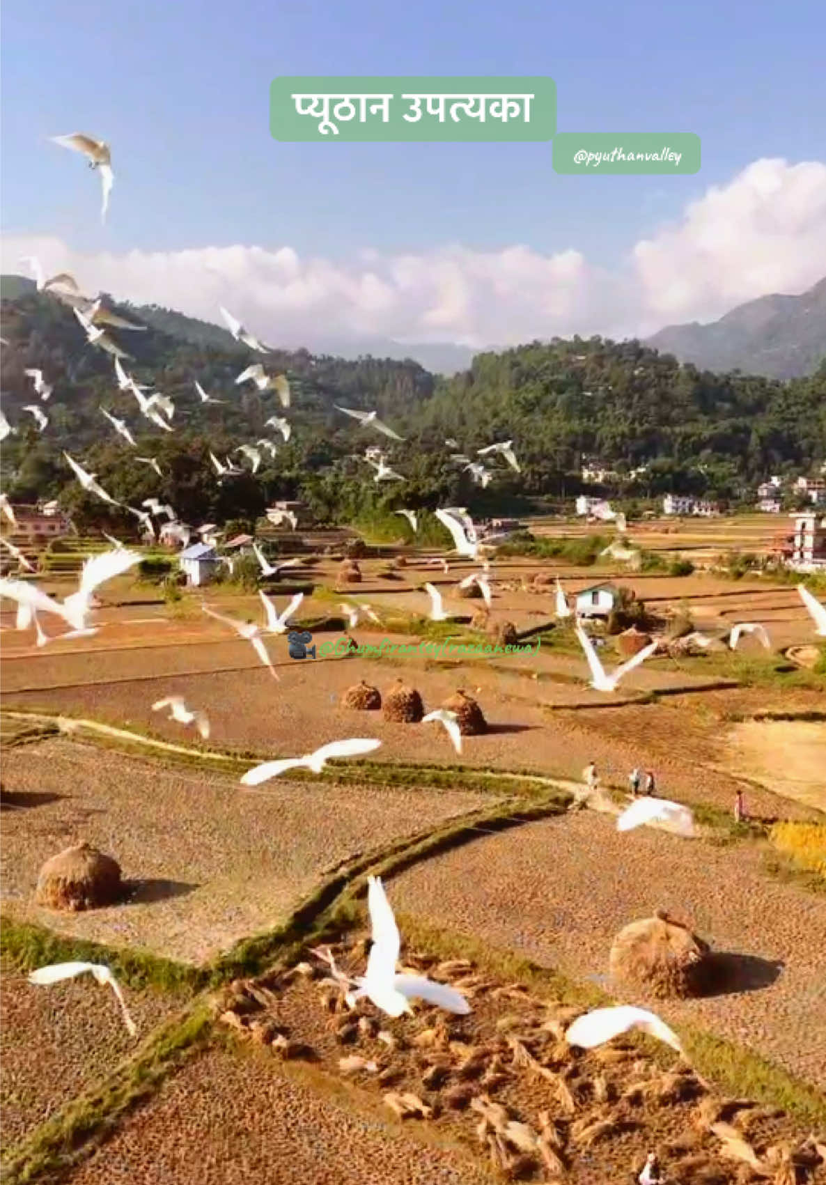 प्यूठान उपत्यकामा धान भित्री सक्यो है।#ghumfirantey #pyuthanvalley #creatorsearchinsights #foryou #pyuthanimuser💖 