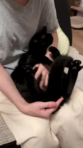 One person, you are not allowed to touch the crotch #cat  #cutepet #catlover #meow #blackcat 