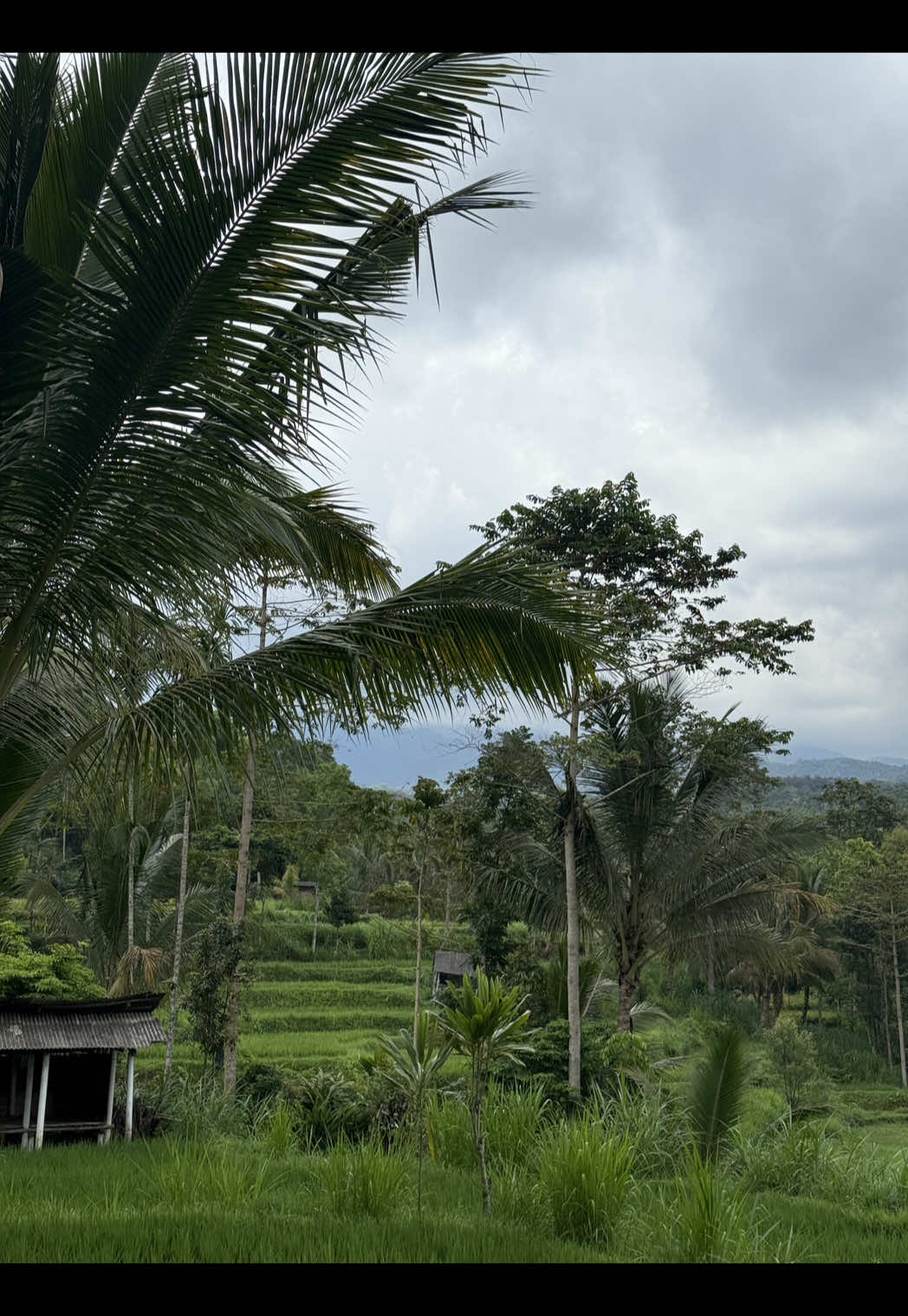 Tell me you’re in Indonesia without telling me you’re in Indonesia 🦎  #gecko #tokaygecko #indonesia #travel #traveltok 