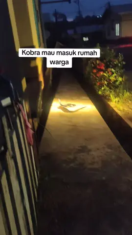 pagi hari di kagetkan Kobra 🐍🐍🐍