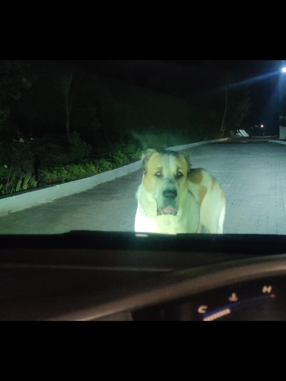 Enzo blocking paths😅 #alabai #foryou 