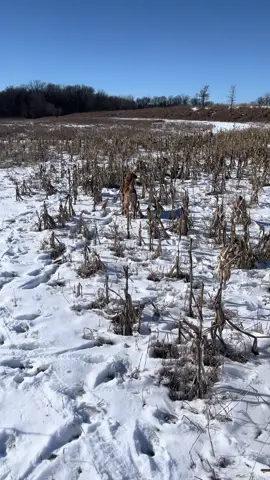 This sound needs to be about hunting #pheasant #hunting #fyp #upland 