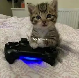 {Its literally him} #mybf #gaming #cats #cute #fyp 