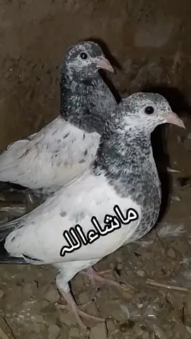 ##🕊️🕊️🕊️🦅🦅🦅🦅🦅 