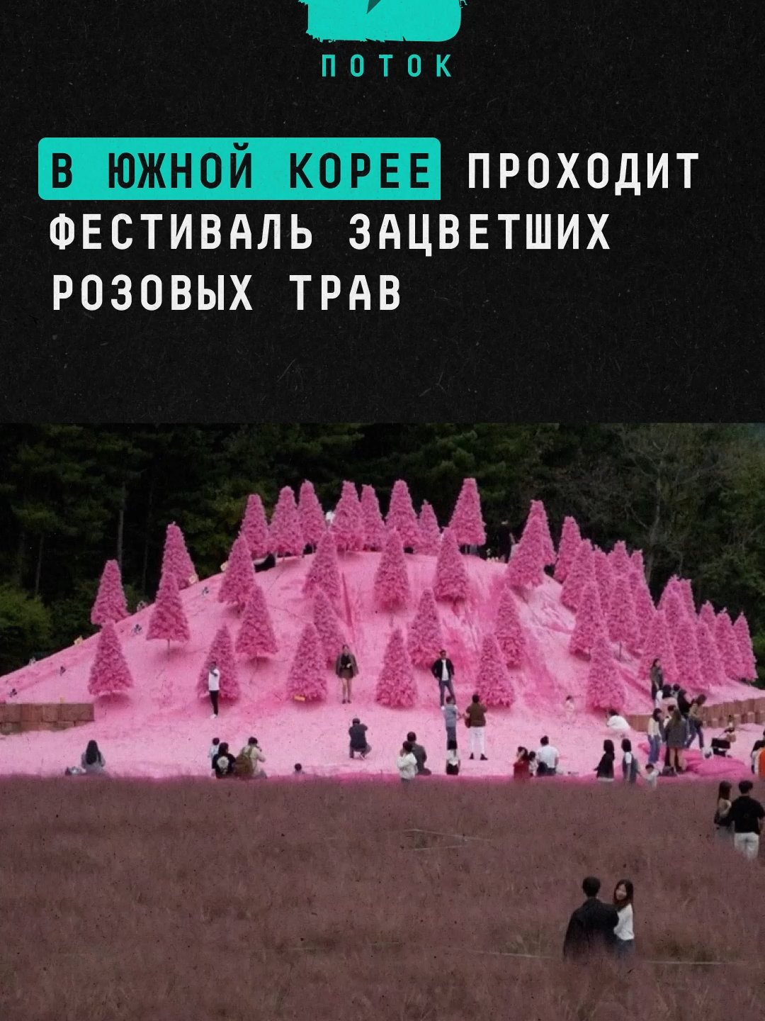 В Южной Корее проходит фестиваль зацветших розовых трав #новости #поток #pink #корея #южнаякорея #природа
