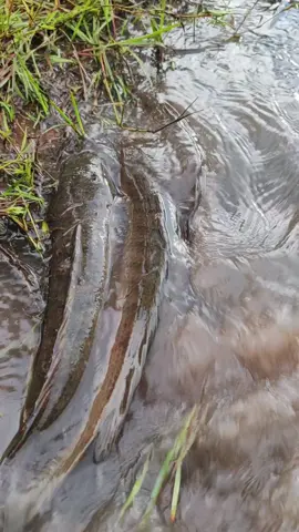 ត្រី #fish #ត្រីស្រែ 