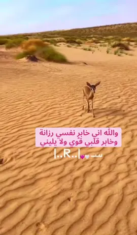 يدل دربه #محمد_محمد🤍🕊🌺🌸 #محمد_الصالح_🇸🇦 #محاورات_قديمه #كسبلور #كسبلوررر 