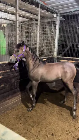 #تاج السيرين #ماشاءاللّٰه_سبحان_اللّٰه_💖 #شذى_السيرين #foryou #اكسبلور 