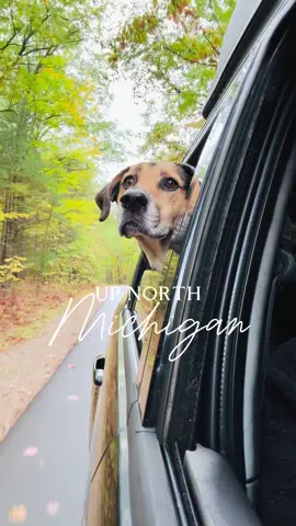 Weekend getaway to our up north happy place! The fall colors are starting to come in! Can any Michiganders guess where we were? #michigan #michigancheck #upnorth #upnorthmichigan #puremichigan @Slice Dice85 