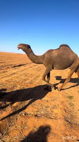 من البل افلح من ذكر الله 😻