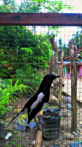 Hi anak muda👻 #kacermaniaindonesia #kacermania #kacermbagong #kacerjuara 
