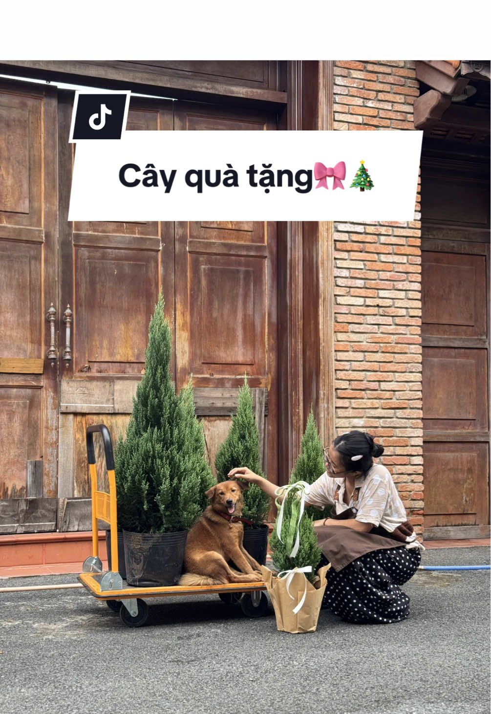 Trả lời @Thợ Hoa Xấu 🍃 Quà 20/10 đâyyy mn ơiii #vuoncuakien #kiengla #quoctephunu #gift 