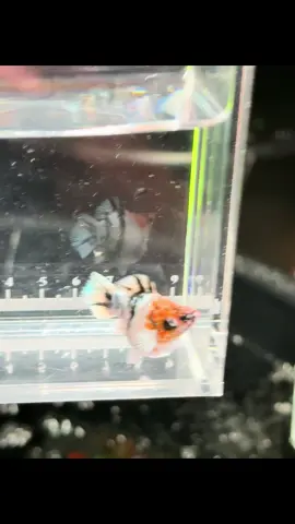 #ธรรมชาติคัดสรรค์สนใจiD🥰🥰🥰 