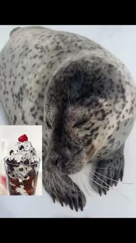 what’s the difference between kyoro and a cookies and cream sundae? #kyoro #seal #sealtok #sundae #cookiesandcream 