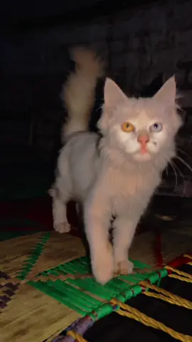 🐈🦋❤️😇😘#viral #onlycatvideos #fyppppp #foryou #🦋😘💕❤️🤌🏻🤌🏻 @MEOW 😻🤍 @🦋Khushii >🍁 