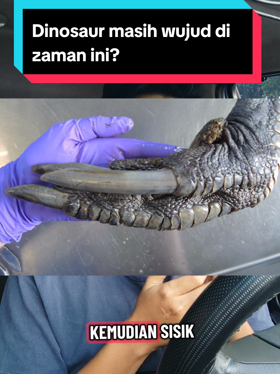 Replying to @suhaizalothman Apakah dinosaur yg masih wujud di zaman ini? #dinosaur #STEM #sains #zamirmohyedin 