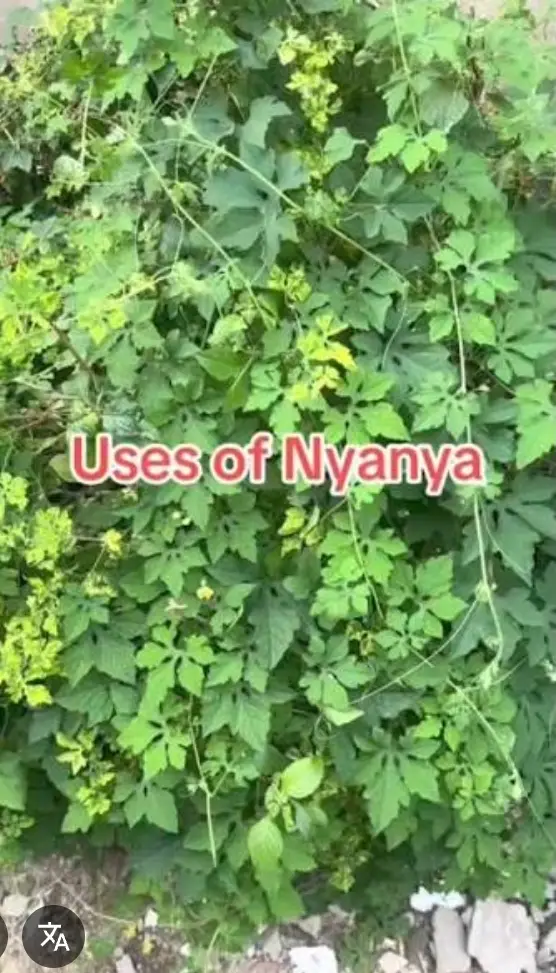 Nyanya Leaves