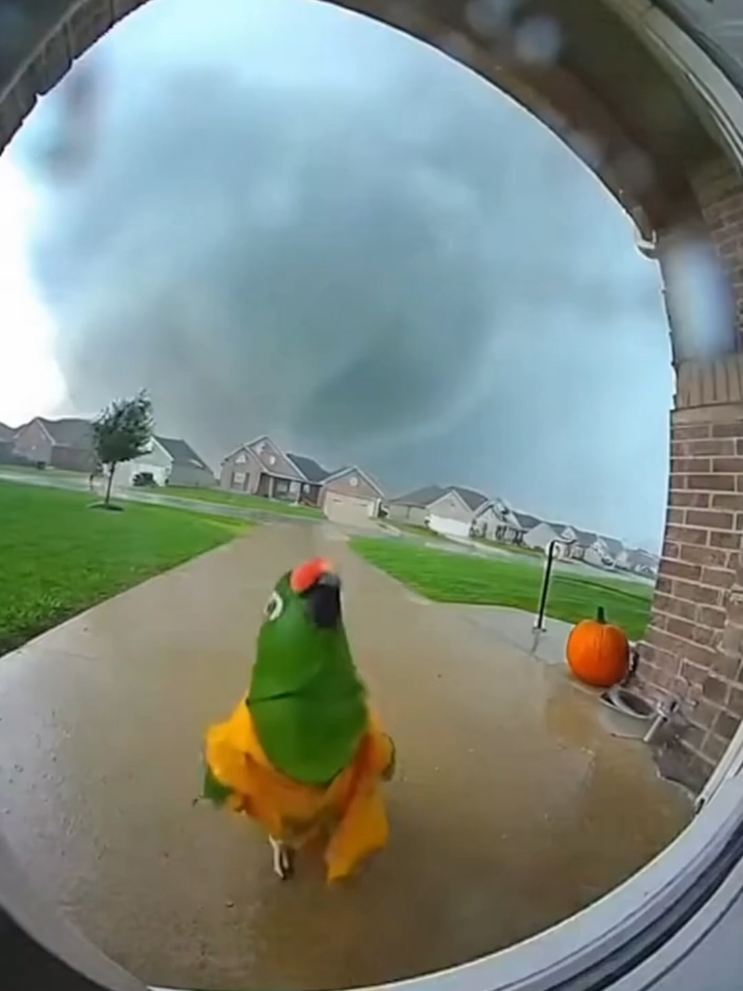 THE PARROT WHO SURVIVED THE TORNADO  LIFE AFTER THE STORM