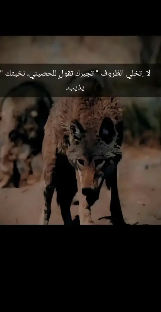 #قصيد #شعر_بوح📮 #جبراتت📮 #هشتاقاتي_الترند_المشهور #قصايد_شعر_خواطر_شيلات_الاكسبلور 