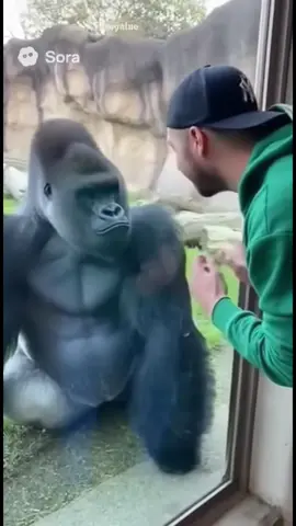Gorilla breaks glass barrier at zoo! #gorilla #zoo #viral #sora #ai