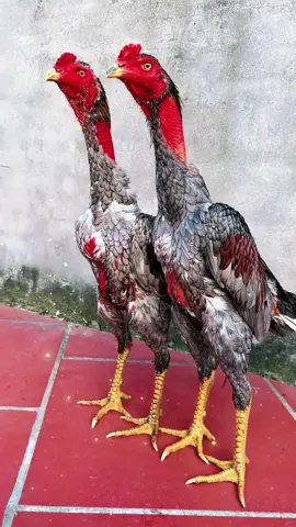 1 em 5.0.0.k giá học sinh #TikTokAwardsVN #gà_chọi_việt_nam #gà #ga @user64398243749 