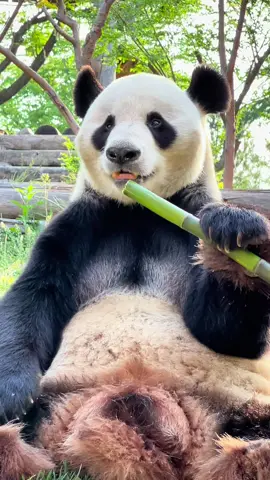 #pandalover🐼 #viralvideos #foryour #panda