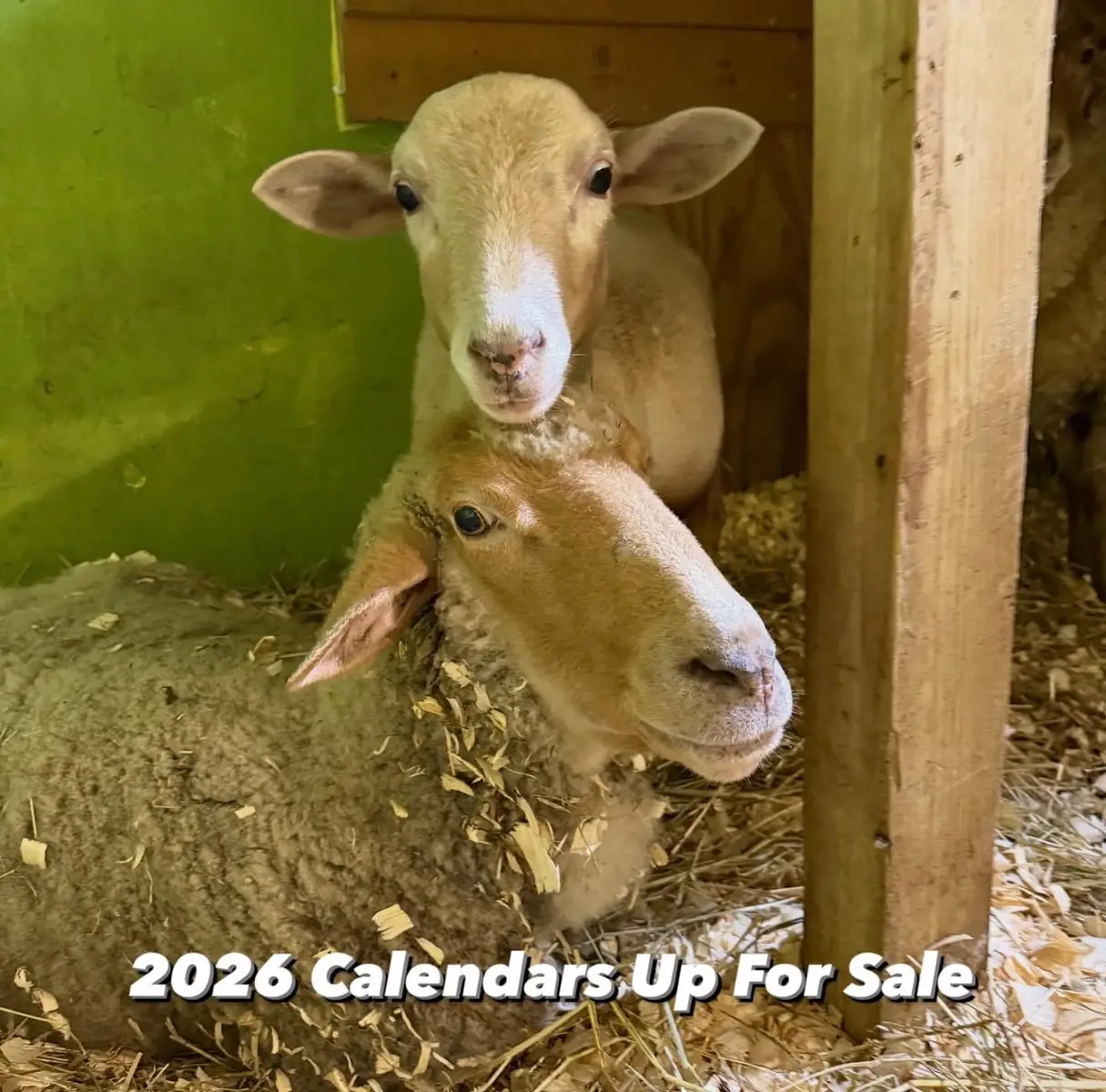 Time to get our 2026 Calendar!  This year it is a 365 day calendar which means a new animal and picture every single day!  So much cuteness packed in the year! Visit LifeWithPigs.com