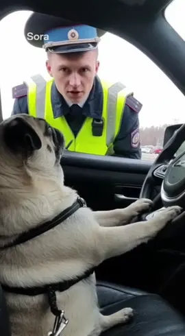 #мопс #ии #реки #популярное