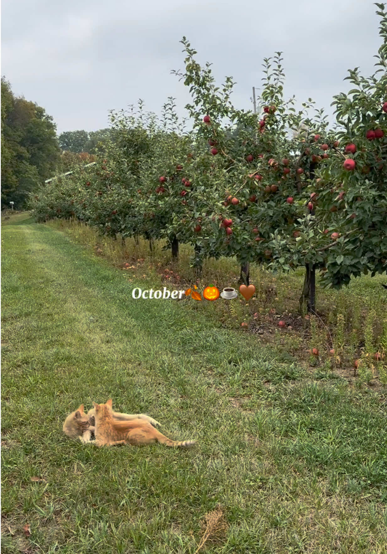 apples picked, pumpkins secured, cozy vibes🍎🎃 #pumpkinpatch #applepicking #fallactivities #cozytok #autumnaesthetic 