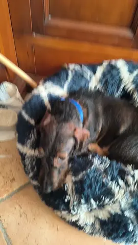 i suoi pensieri H24 🫠#cutedogs  #sleep #cani #bassottocontrobassotto #bassotto 