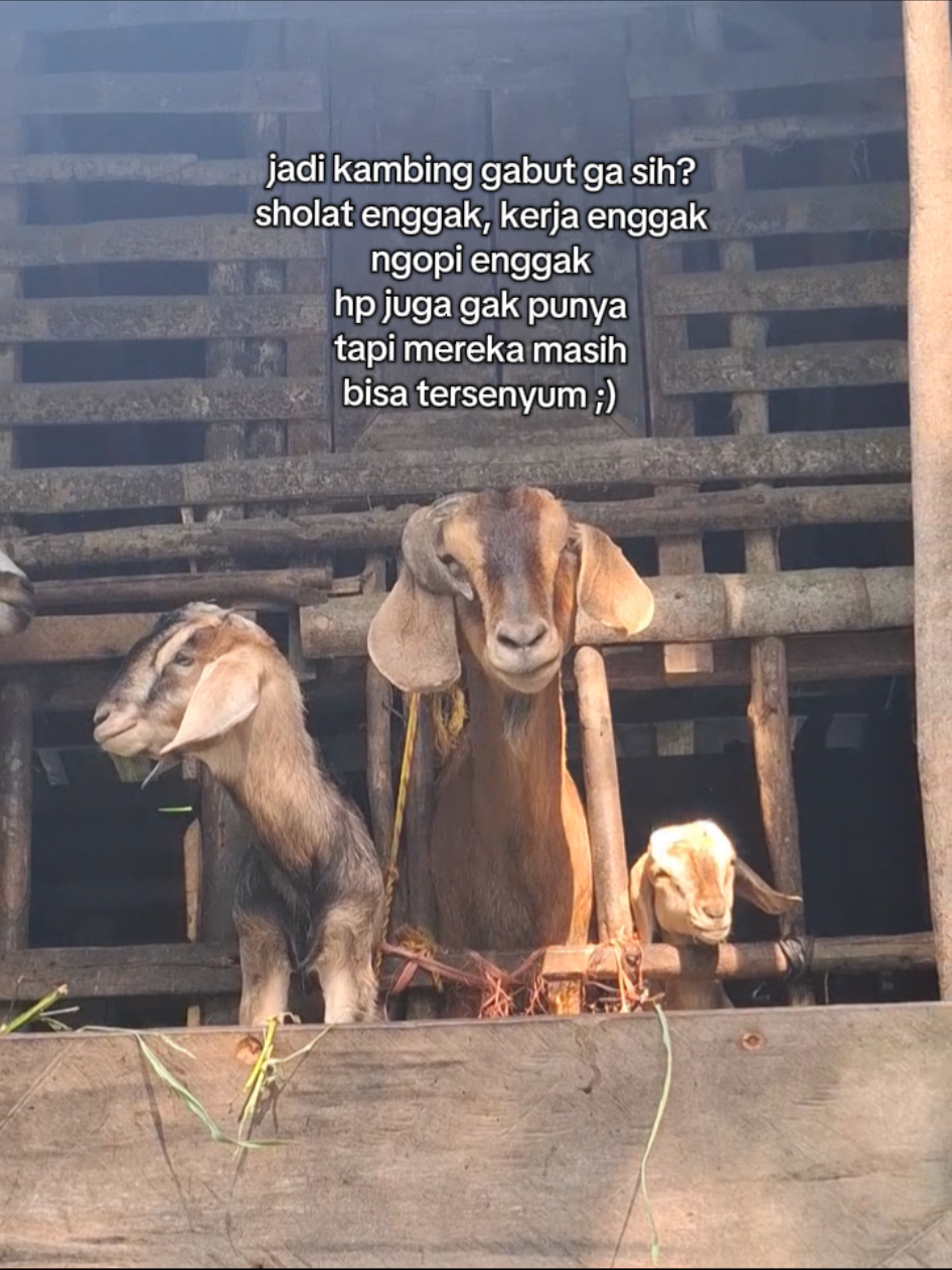 ternyata kambing setulus itu❤ #fyp #cintayangtulus #kambingetawa #kambinglucu #goat🐐 
