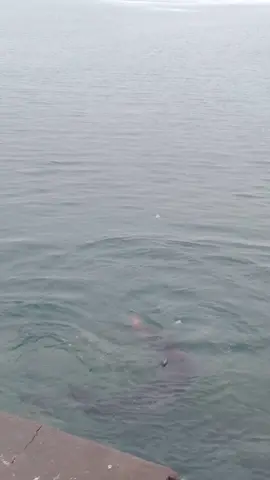 🦭💥 Природа без фільтрів! Морський котик не жартує 😳🐧 #ДикаПрирода #SealVsPenguin #Арктика #WowМомент #ПриродаЖиве   