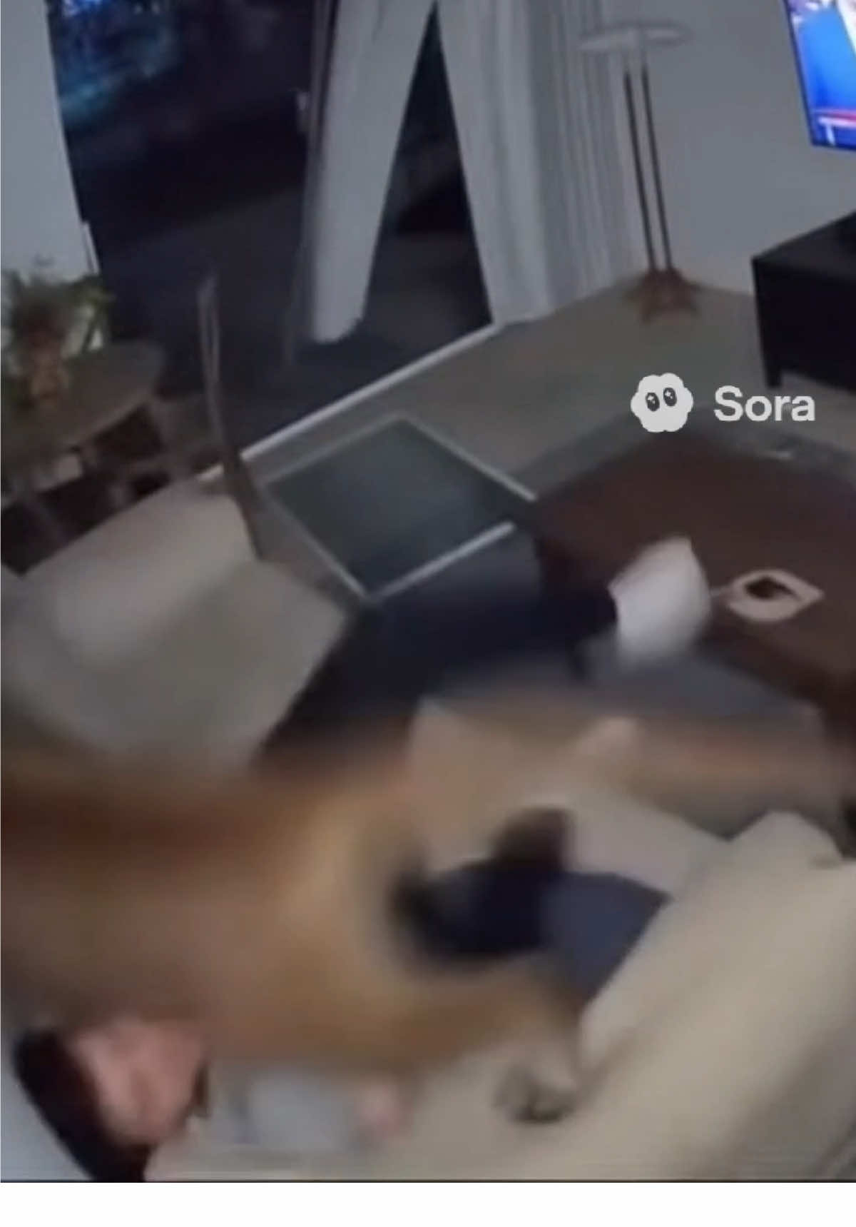 #sora2 #fight #lions #fypシ #foryou 