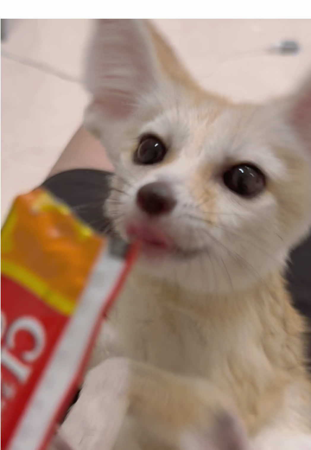 #fennec #fox #フェネック　#フェネックぽてころもち