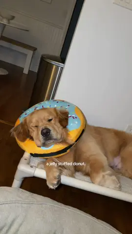 Lmk if you want the recipe #goldenretriever #squishydog #cutedogs #dogsoftiktok 
