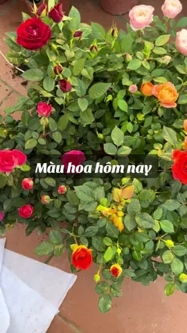 Hoa hồng tezza lúc nào cũng đủ màu #hoahong #tiktok #trending 