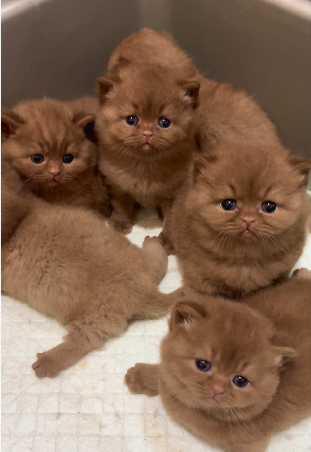 Sedang di plototin 🐻 #kucinglucu #catsoftiktok #britishshorthair #openadoptkucing #cute 