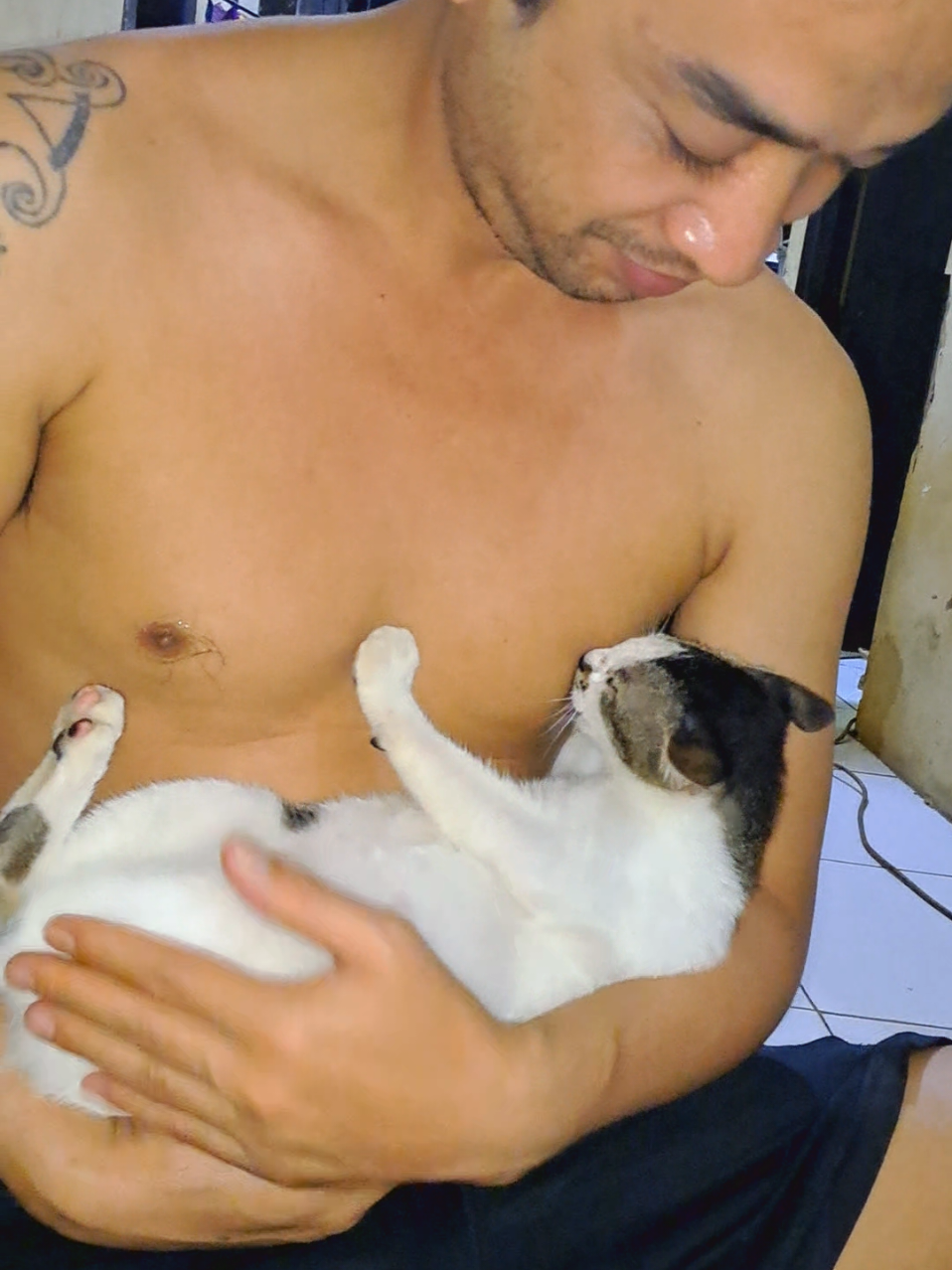 #cats #catlover #funny #fyp #viral 
