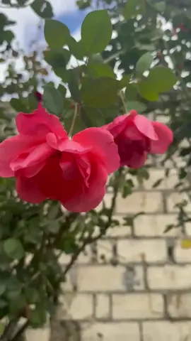 Ürək istemirsə dodaqlardan çixan heç bir kəlimənin hökmü yoxdur...