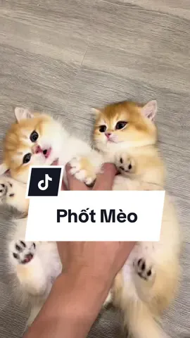 Phốt Mèo #cat #MèoTênMỡ #catlover #meogolden #meoanhlongngan 